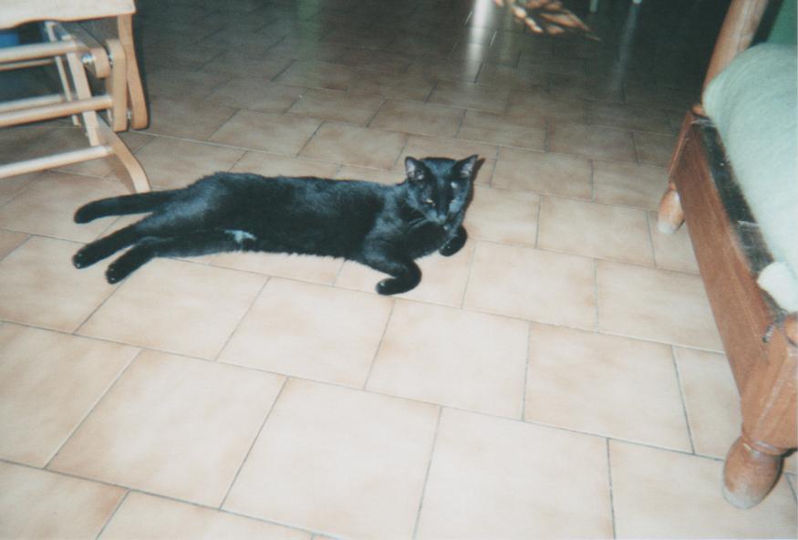 Mon chat Citron (3 ans)