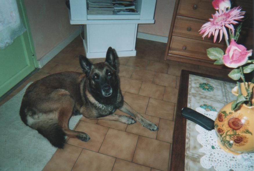 Mon chien Otto (10 ans) le 23 octobre...